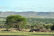 Vu de notre camp  Lobo, Serengeti