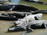 Concentration dalligators