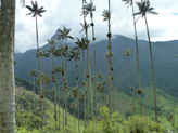 A 2600 mtres, chez nous, on a des sapins, en Colombie, ils prfrent les palmiers