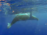 Une chance norme de pouvoir se baigner avec des baleines  bosse